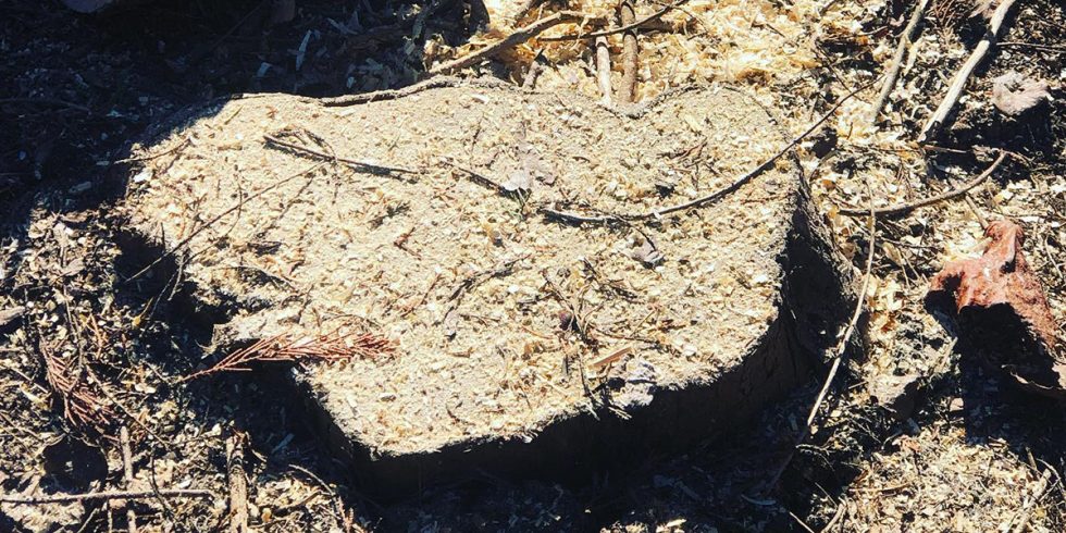 Stump Rounds How Long Does It Take To Grind a Tree Stump? - Tree Tech Tree Services